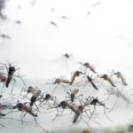 Casos de dengue mantêm estabilidade em Londrina