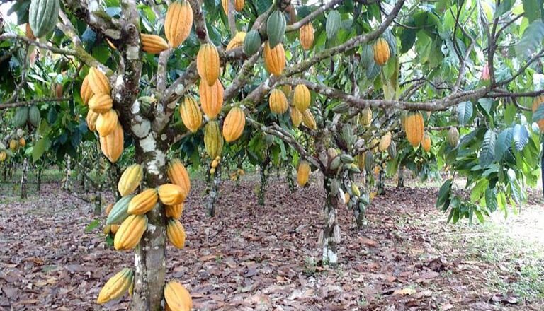 Comissão debate impactos de regras para importação de amêndoas de cacau – Notícias