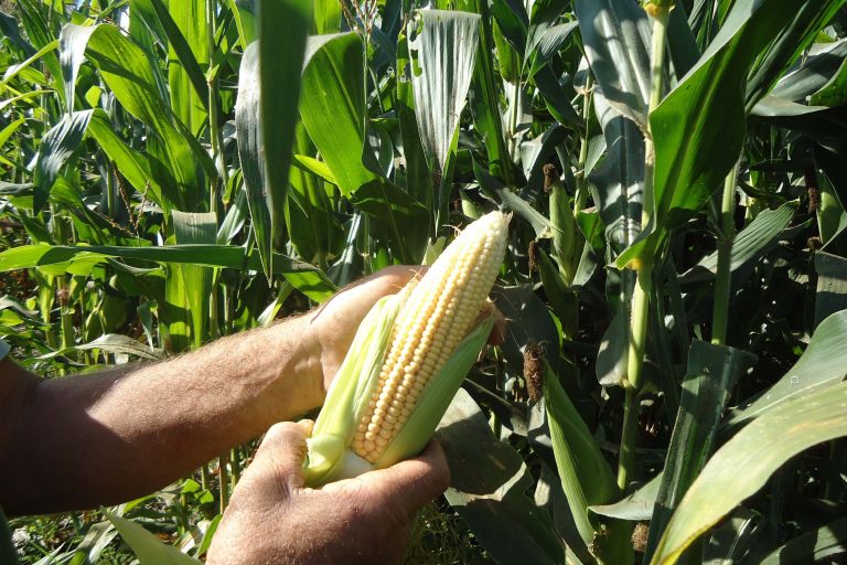 Agropecuária - plantações - milho milharal produção agrícola exportações
