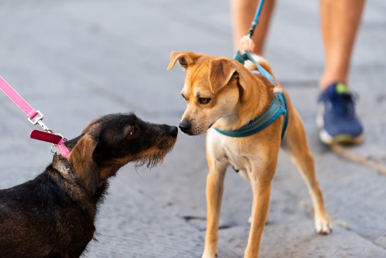 Comissão discute inclusão de vacinas a animais domésticos no Programa Nacional de Imunizações - Notícias