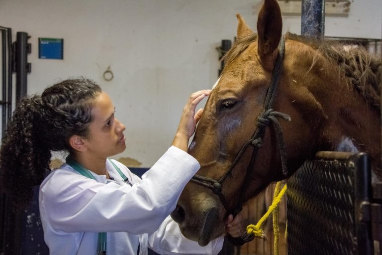 Meio Ambiente - animais e natureza - veterinário cavalos saúde animal