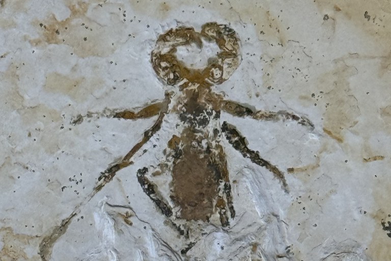 Fóssil raro de escorpião-vinagre repatriado ficará em museu científico no Ceará