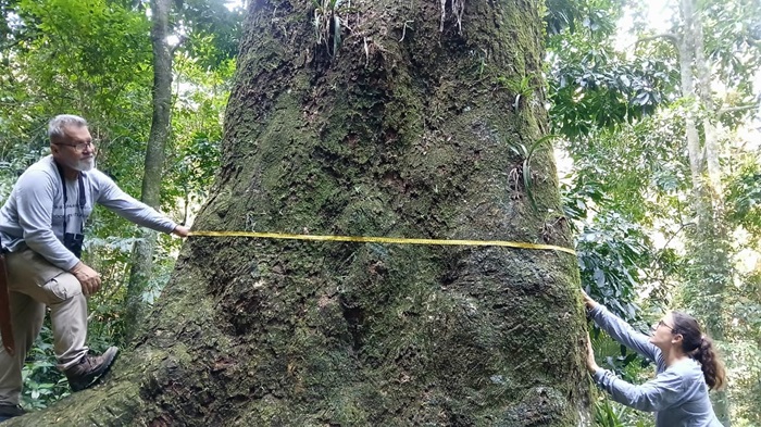 Jequitibá-rosa de 500 anos é registrado pela Fiocruz em parque na cidade do Rio