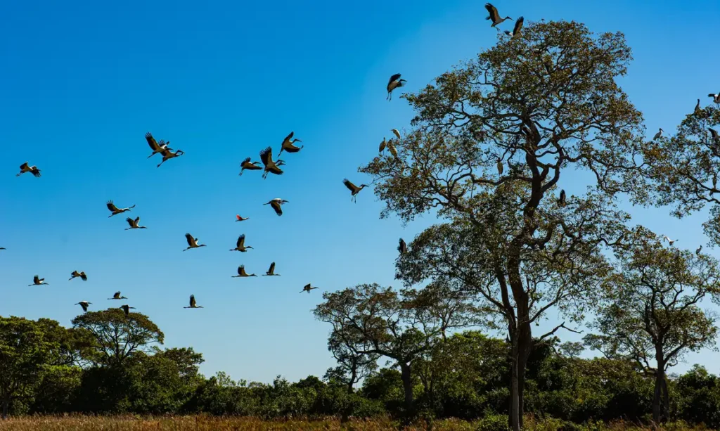 Presidente Lula sanciona lei que reforça uso sustentável e proteção do Pantanal