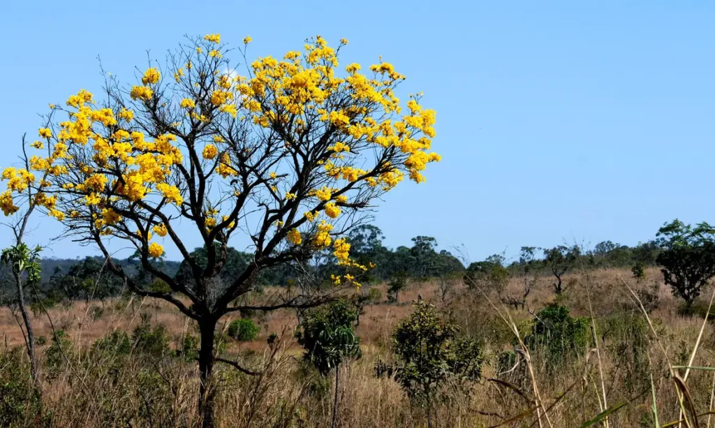 Redução do desmatamento capacita Mato Grosso do Sul e Goiás a captar recursos