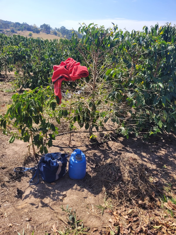 Treze trabalhadores são resgatados de condição análoga à escravidão em fazenda de café de SP