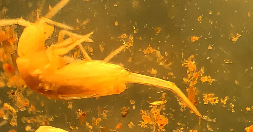 Midiendo 1 mm, insecto en extinción vive en una cueva de Pará