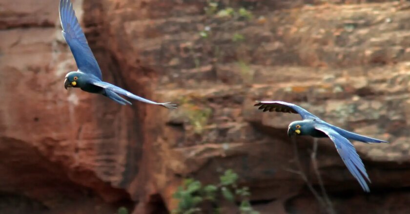 Especies amenazadas de la fauna brasileña serán repatriadas