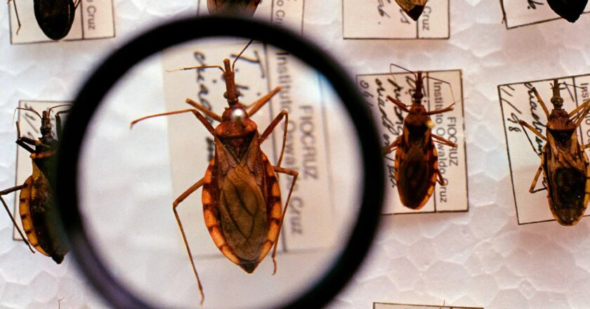 Plataforma pretende reunir pesquisas sobre a Doença de Chagas