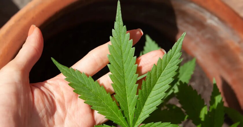 STJ convoca audiência pública sobre plantio de maconha para remédios
