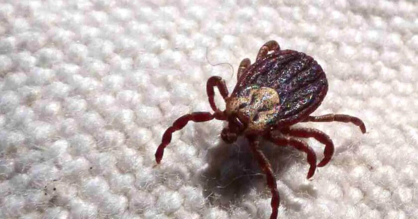 Anvisa aprova registro de kit para diagnóstico de febre maculosa