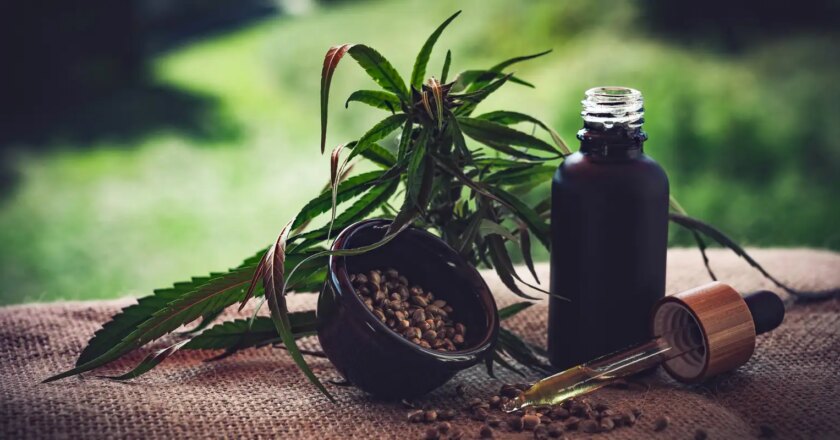 Congresso discute uso de cannabis medicinal para tratamento da dor