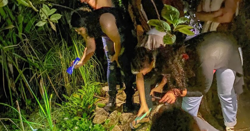 Naturalistas amadores contribuem com descobertas científicas