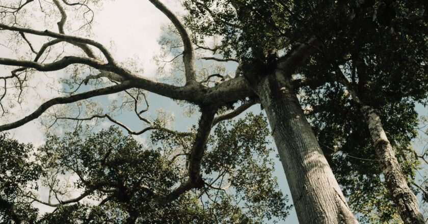 No Acre, indígenas lideram ações de reflorestamento da Amazônia