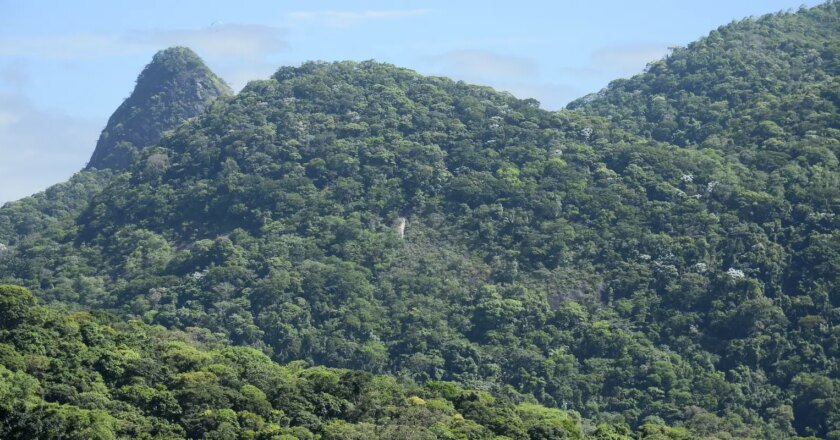 Desmatamento na Mata Atlântica cai 42% no acumulado do ano até maio