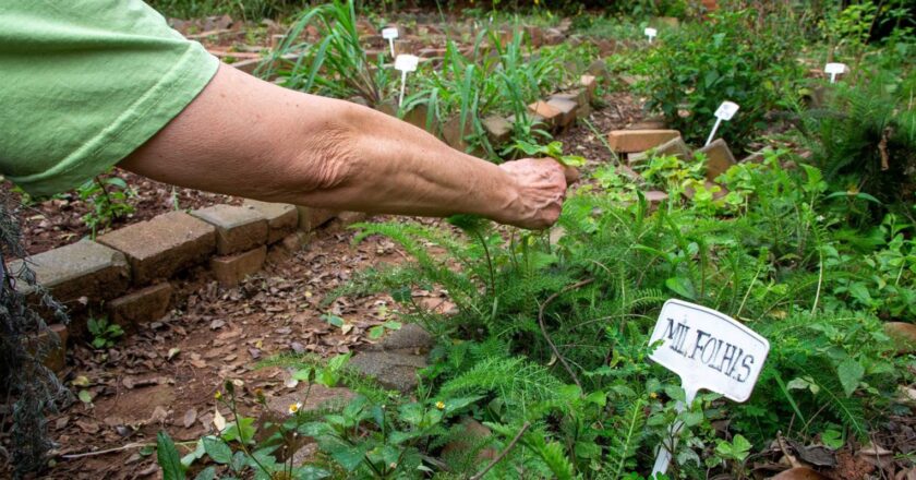 Se propone la revisión de la Política Nacional de Plantas Medicinales
