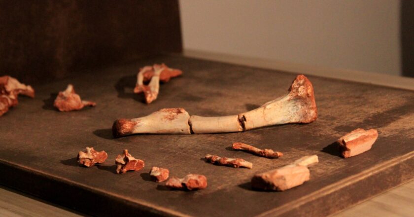 Pesquisadores da UFSM descobrem fóssil precursor dos pterossauros