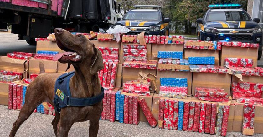 PRF apreende 2 toneladas de maconha escondida em carreta na Via Dutra