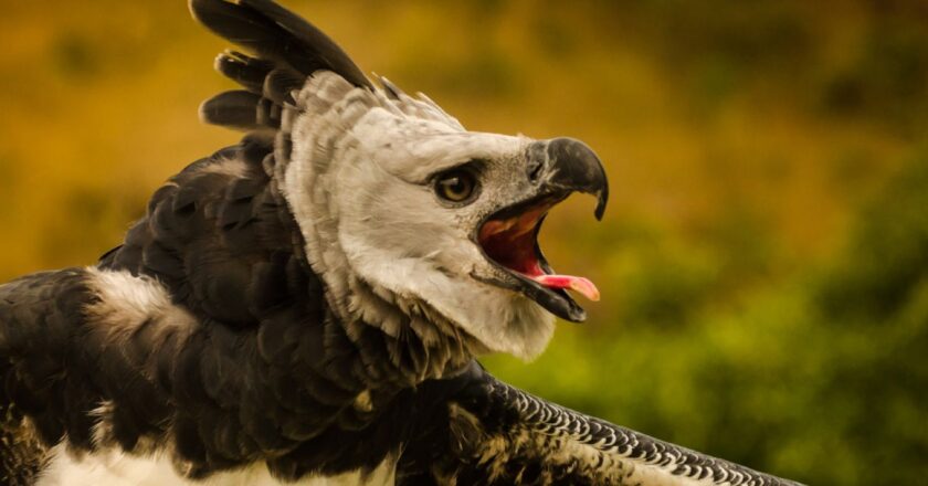 Plataforma faz alerta sobre espécies em risco de extinção em todo país