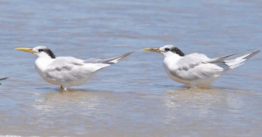 Ministério confirma mais um caso de gripe aviária; total chega a 31