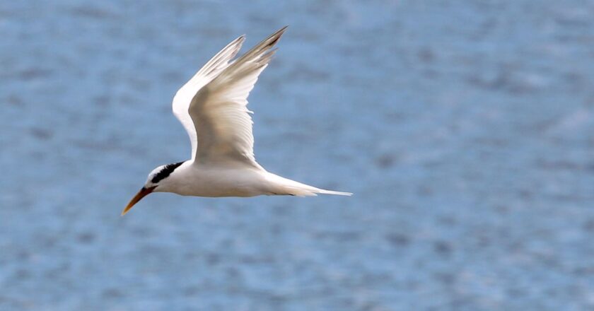 Governo de SP decreta estado de emergência por gripe aviária
