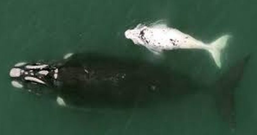 Southern right whales grow in number along Brazil’s coastline
