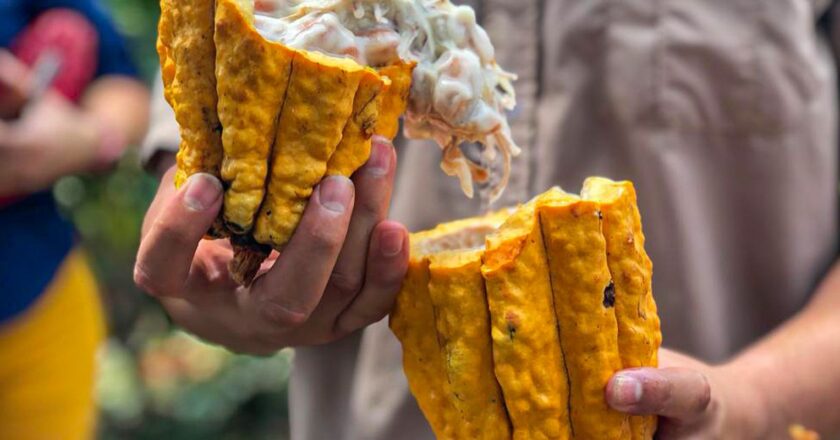 Costa Rica busca maior produtividade e sustentabilidade do cacau