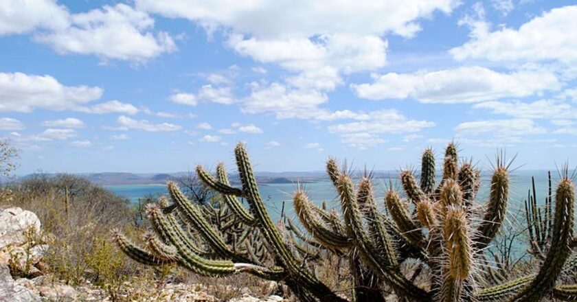Bancos públicos aportan recursos para la recuperación de la Caatinga