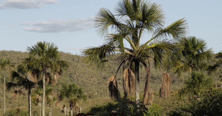 Deforestación del Cerrado amenaza la seguridad hídrica de Brasil