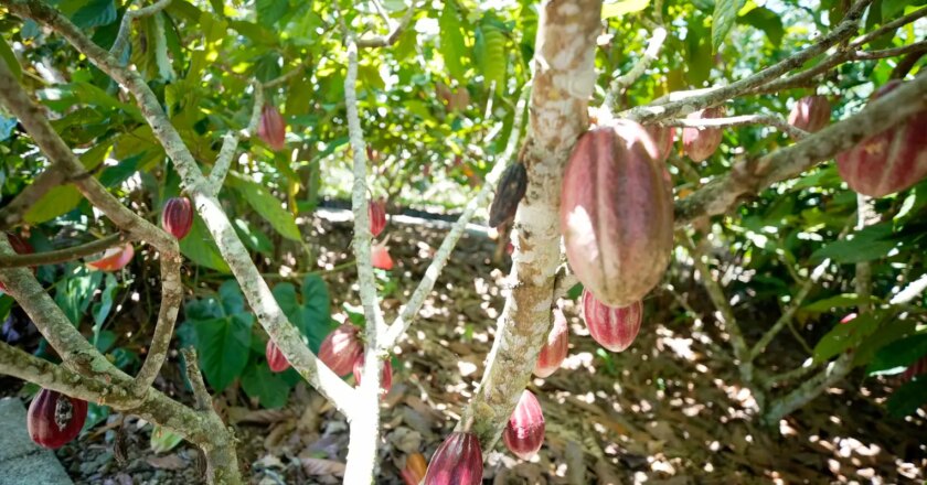 Produtoras de café e cacau contam como lidam com mudanças climáticas