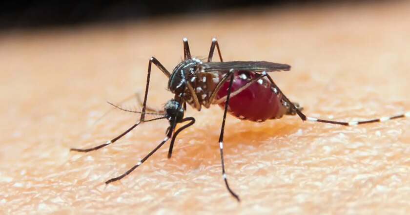 Malária: unidade da Fiocruz torna-se referência para novo medicamento