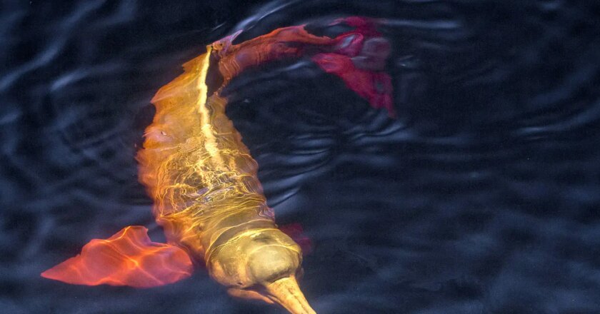 ICMBio: Brasil tem 1,2 mil espécies da fauna ameaçadas de extinção