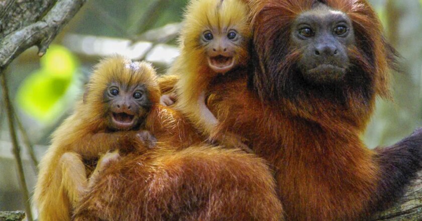 RJ: pesquisadores comemoram aumento do número de micos-leões-dourados