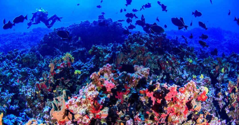 Colinas coralinas na costa capixaba abrigam grande biodiversidade