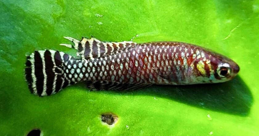 Investigadores hallan el “pez de las nubes” en nuevos sitios de Río