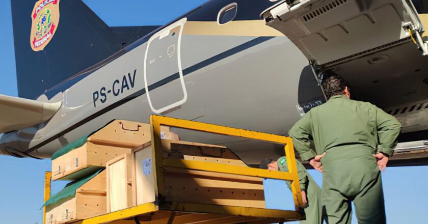 Araras-azuis-de-lear e micos-leões-dourados traficados são repatriados