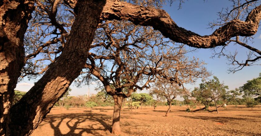 Agricultoras de comunidades tradicionais se unem em defesa do Cerrado