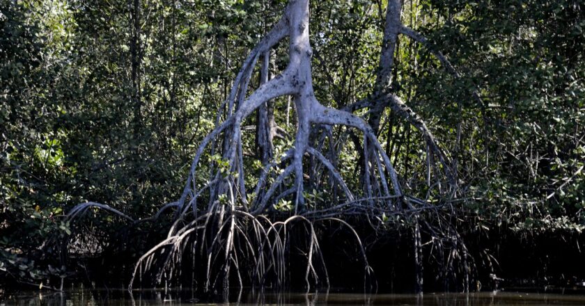 Manguezais evitam absorção de carbono pela atmosfera, apontam estudos