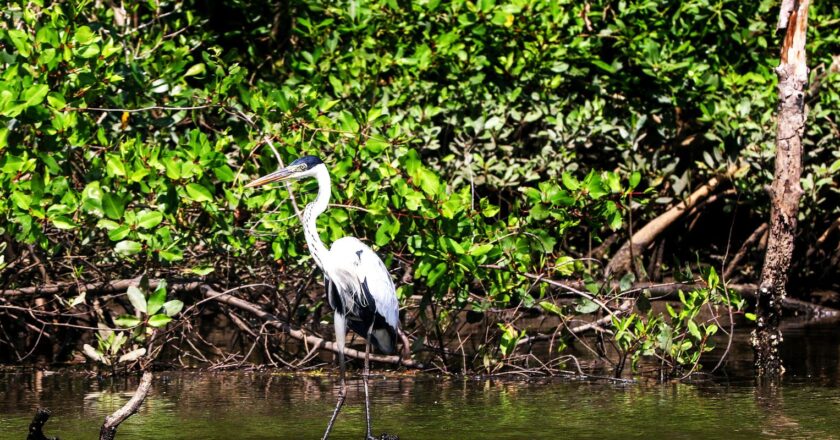 Mangroves thwart carbon absorption in atmosphere, studies reveal