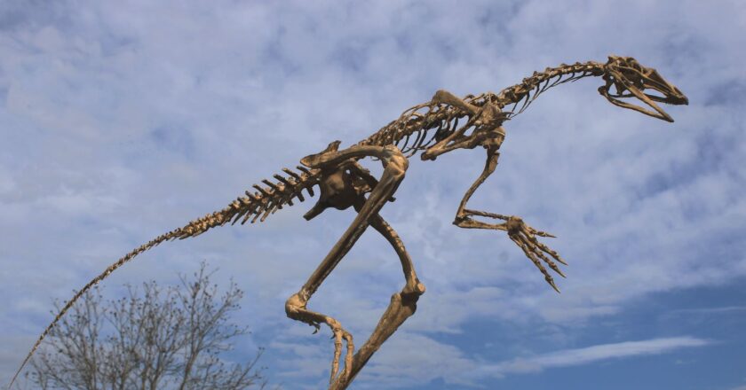 Fossil of pterosaurs’ forerunners unearthed in Brazil