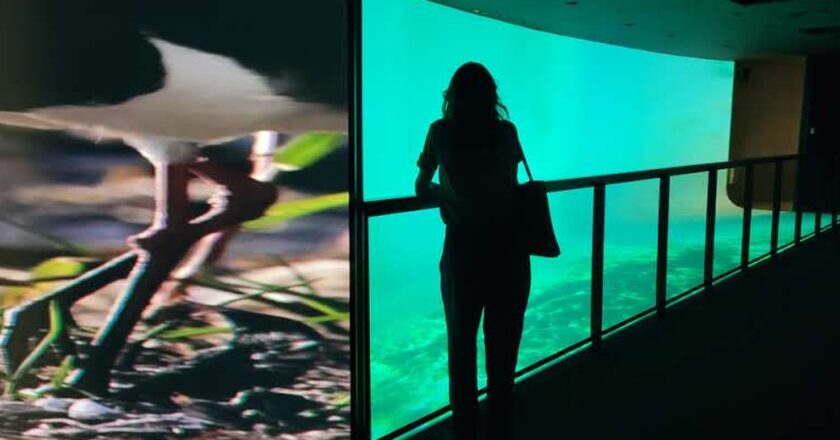 UFRJ abre terça-feira exposição sobre futuros da Baía de Guanabara