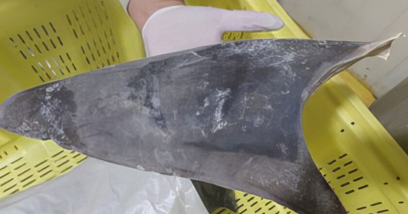 Ibama apreende 28,7 toneladas de barbatanas de tubarão