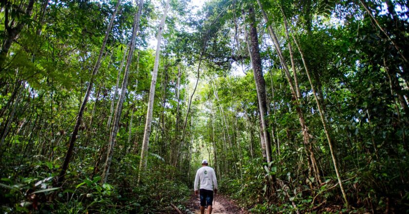 Cadenas productivas de la bioeconomía amazónica necesitan ayuda