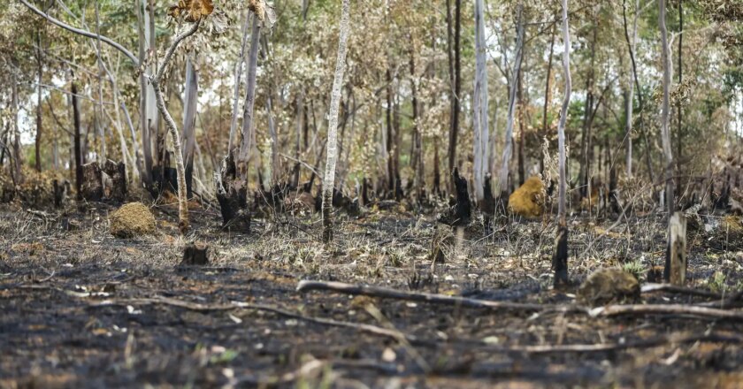 En 38 años, Brasil quemó un área del tamaño de Colombia y Chile