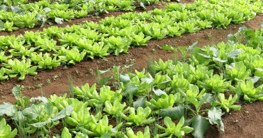 Brasil terá programa nacional para produção de alimentos saudáveis