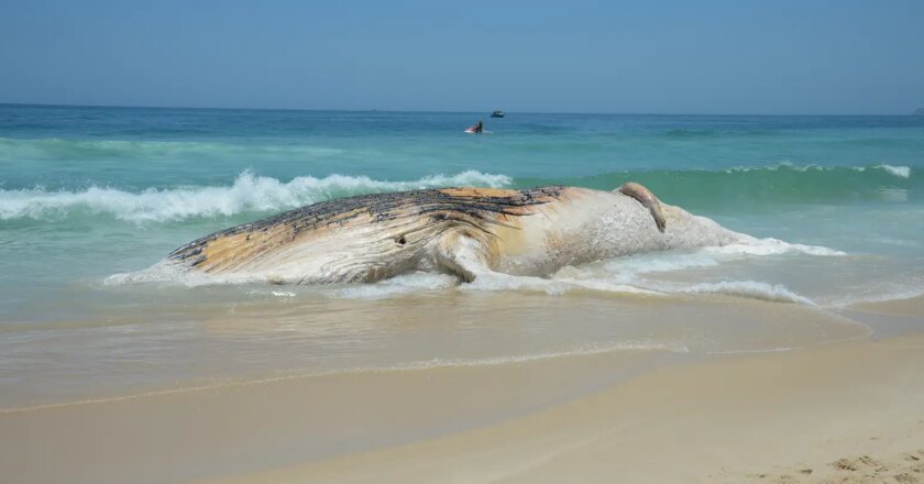 Projeto da Petrobras encontra mais de 30 mil animais mortos em praias