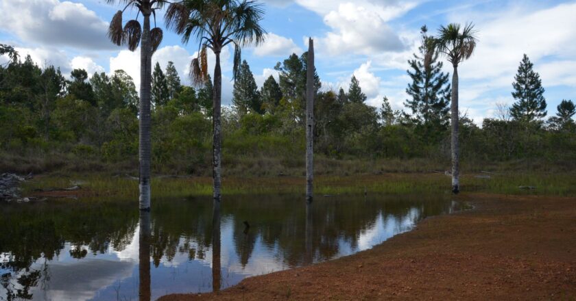 Denuncian degradación de recursos hídricos en el Cerrado brasileño