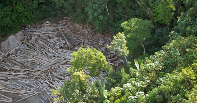 El Gobierno crea comisión por la meta de deforestación cero hasta 2030