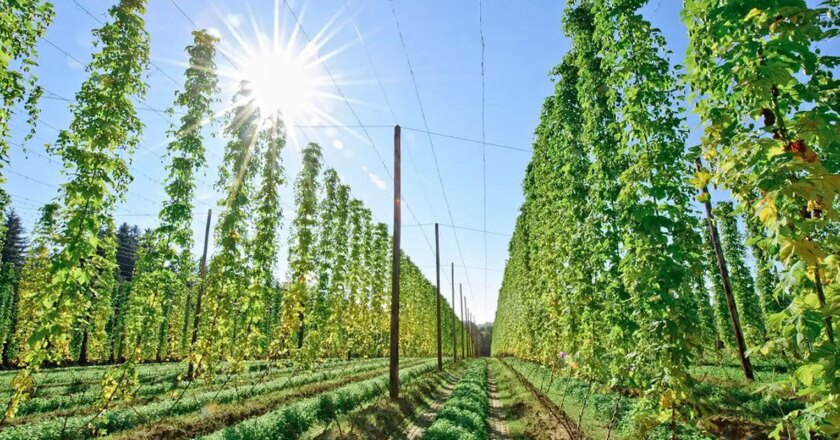 El bioinsumo puede aumentar la producción brasileña de lúpulo