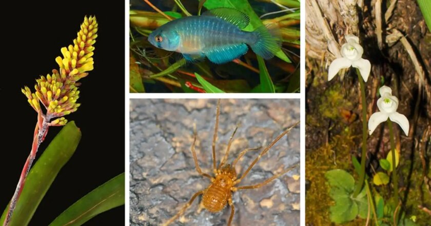 Áreas de conservación en Brasil suman 62 millones de hectáreas